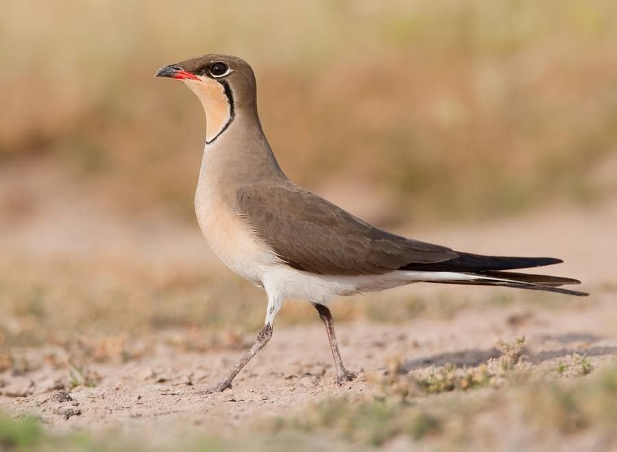 Collared Pratincole